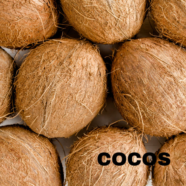 Kokosnüsse auf weißem Hintergrund und Schriftzug Cocos